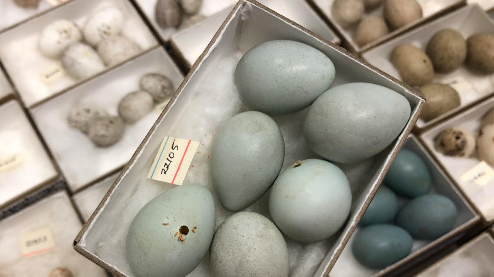 Catbird eggs. (Patty Wetli / WTTW News)