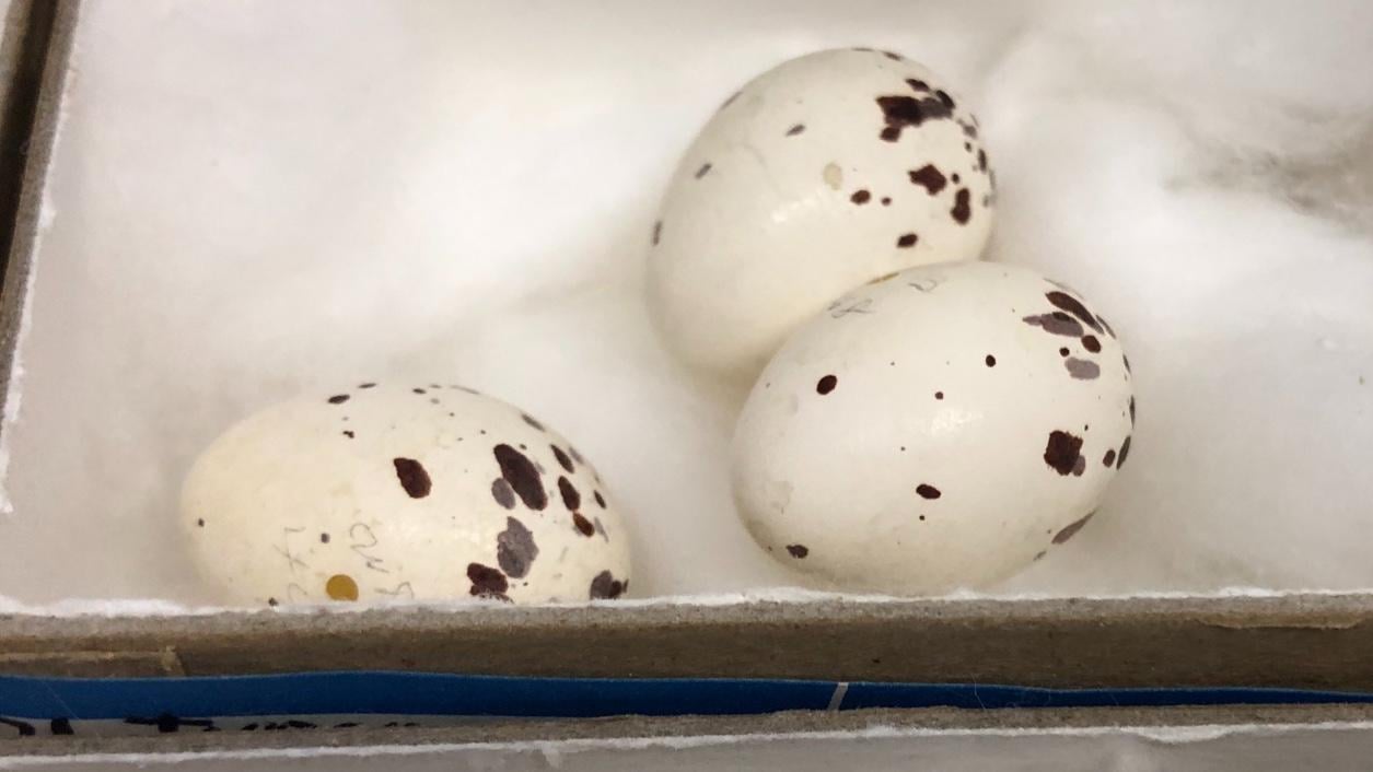 Cedar waxwing eggs. (Patty Wetli / WTTW News)