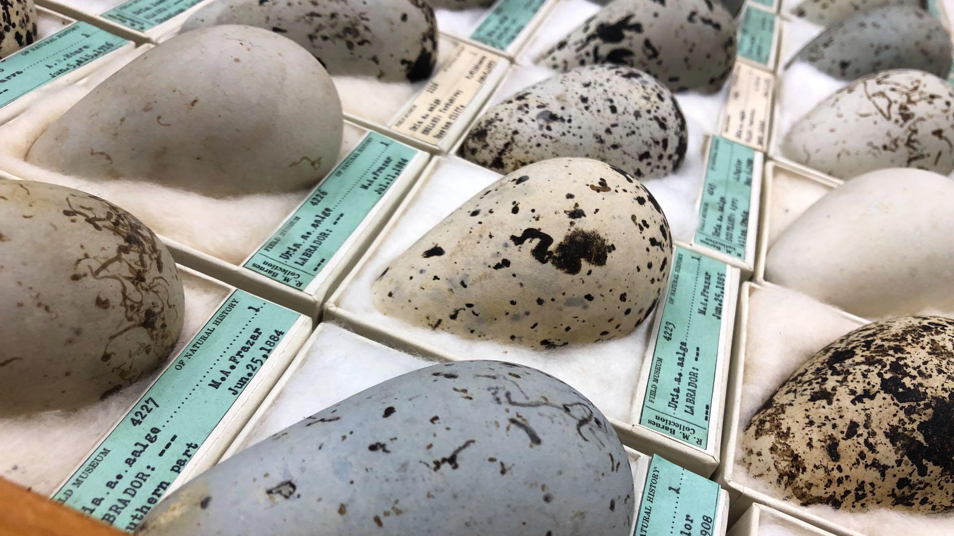 Common murre eggs. (Patty Wetli / WTTW News)