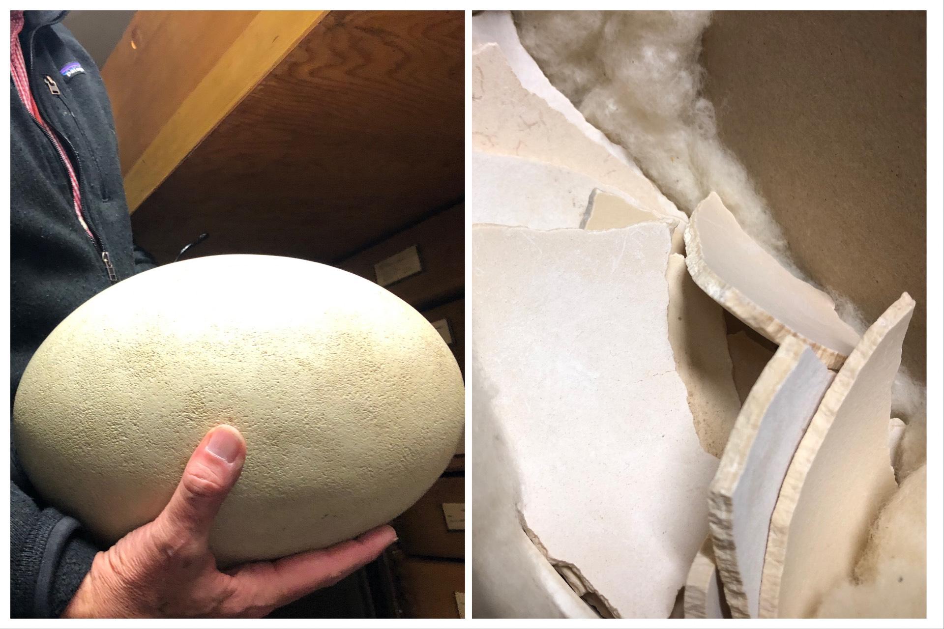 Elephant bird egg replica (l) and shards from an actual elephant bird egg. (Patty Wetli / WTTW News)