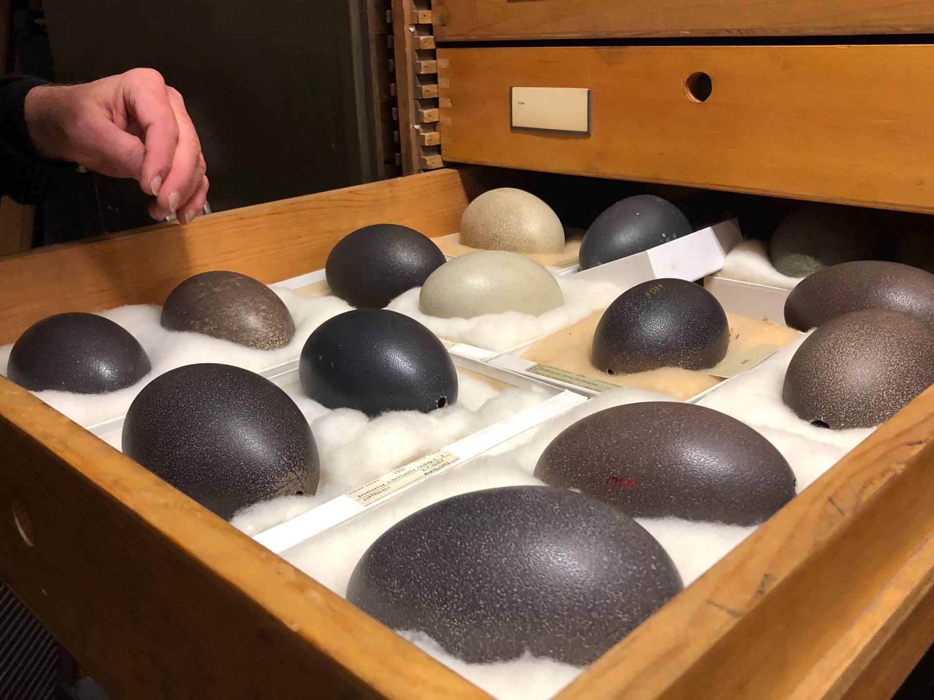 Emu eggs. (Patty Wetli / WTTW News)