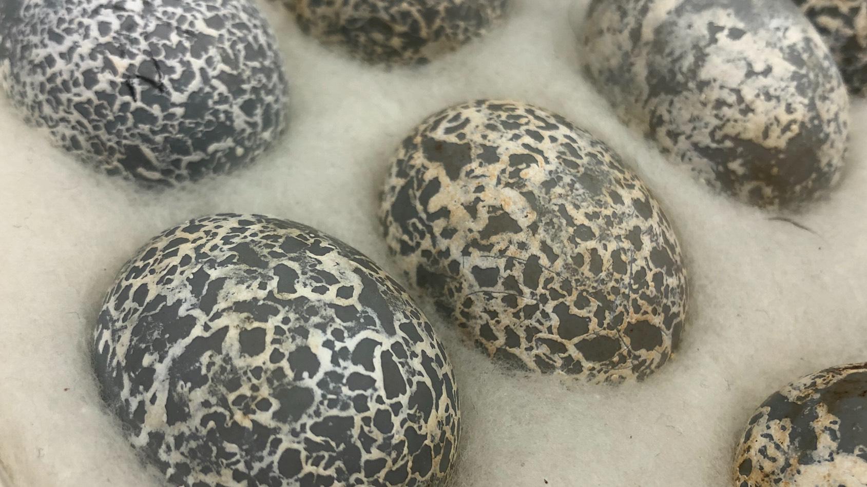 Guira cuckoo eggs. (Patty Wetli / WTTW News)