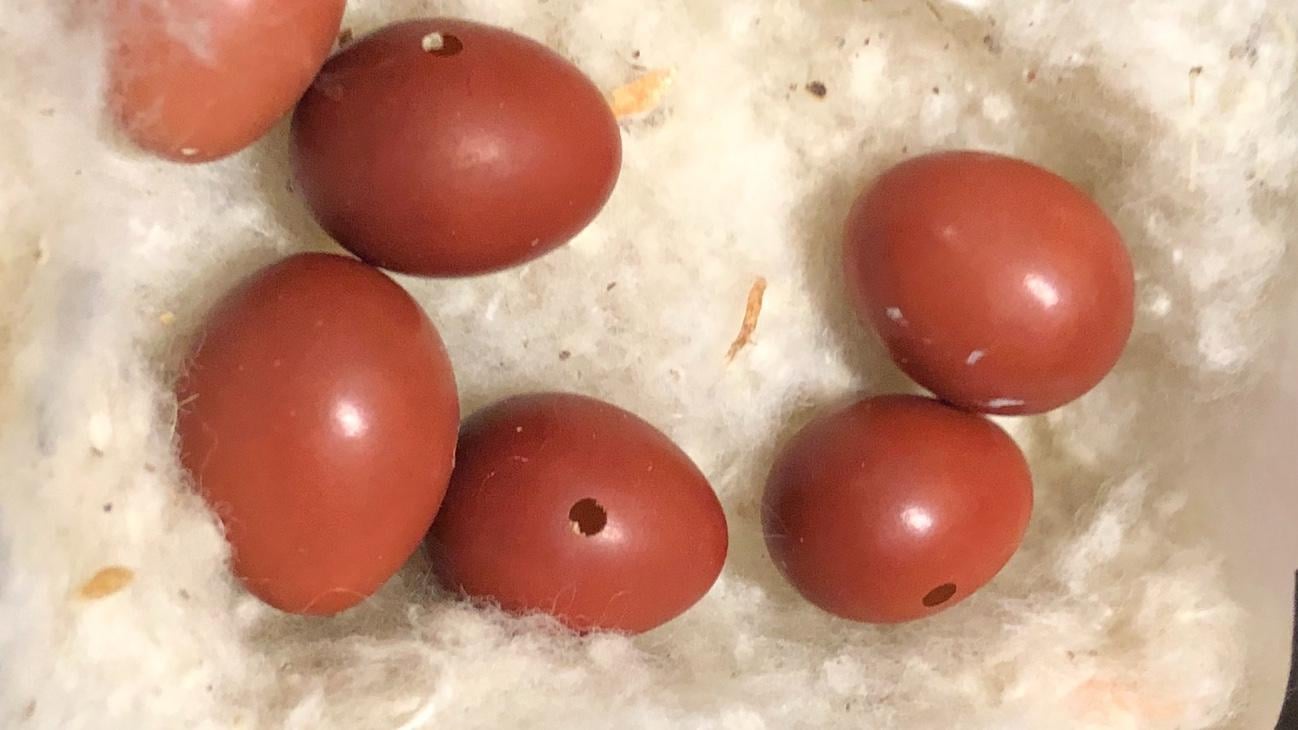 Japanese bush warbler eggs. (Patty Wetli / WTTW News)