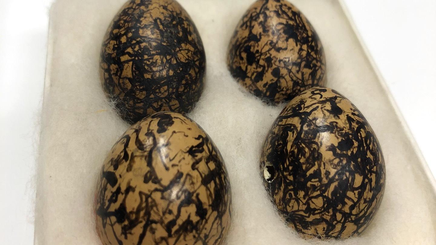 Northern jacaranda eggs. (Patty Wetli / WTTW News)