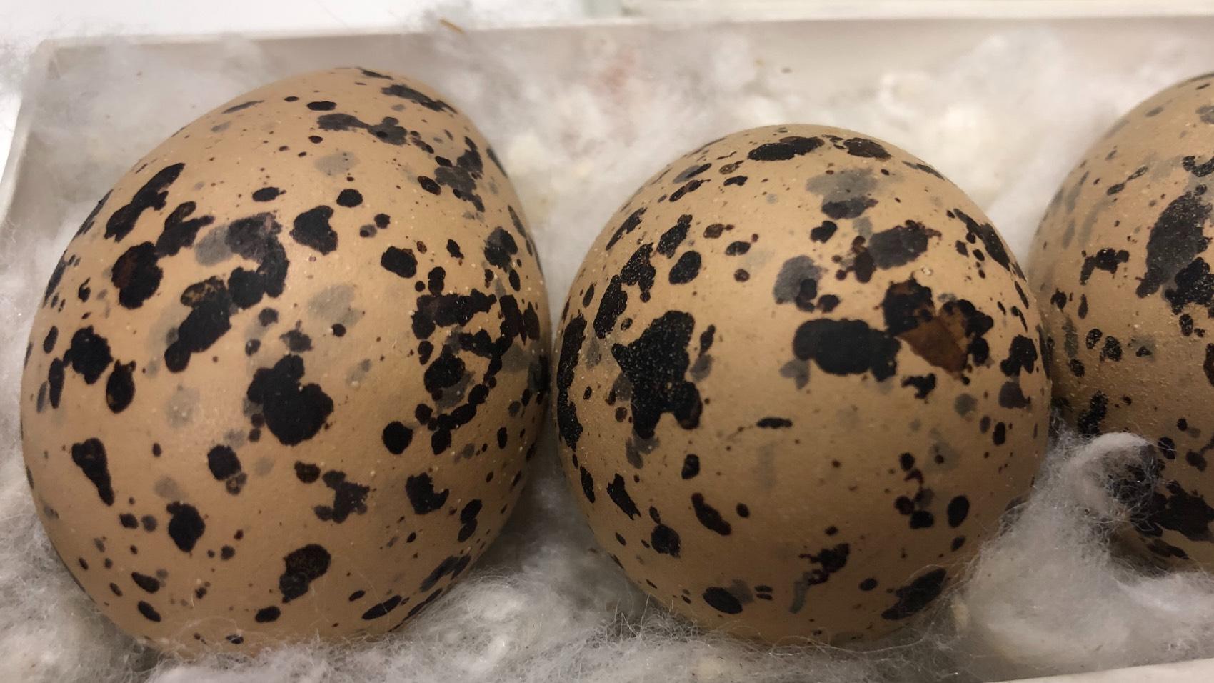 Oystercatcher eggs. (Patty Wetli / WTTW News)