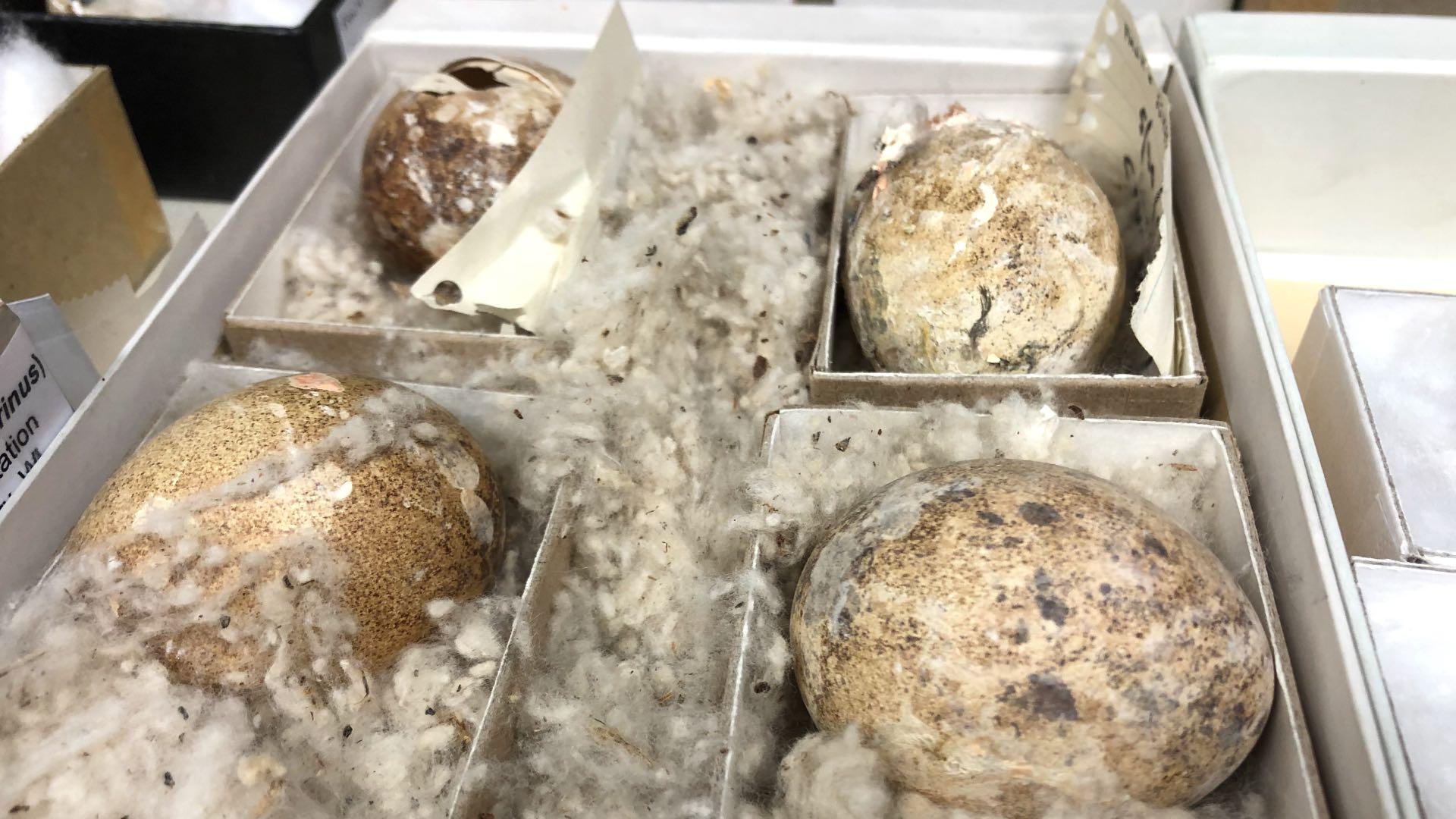 Pergerine falcon eggs. (Patty Wetli / WTTW News)