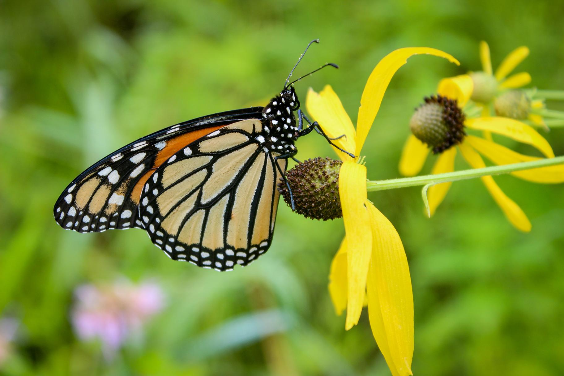 Conservation advocates worry that proposed legislation in Illinois could make it harder to protect vulnerable populations of monarch butterflies, which face a number of threats in the state. (Patrick Williams / Openlands) 