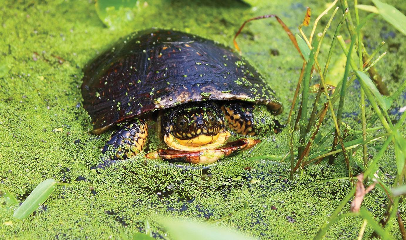 The Blanding’s turtle is classified as endangered in Illinois. (Courtesy Chicago Wilderness) 