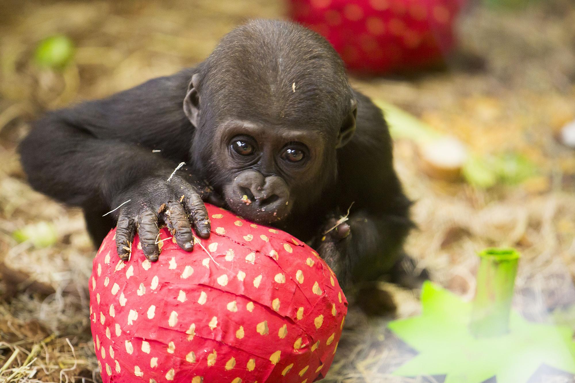 (Todd Rosenberg / Lincoln Park Zoo)