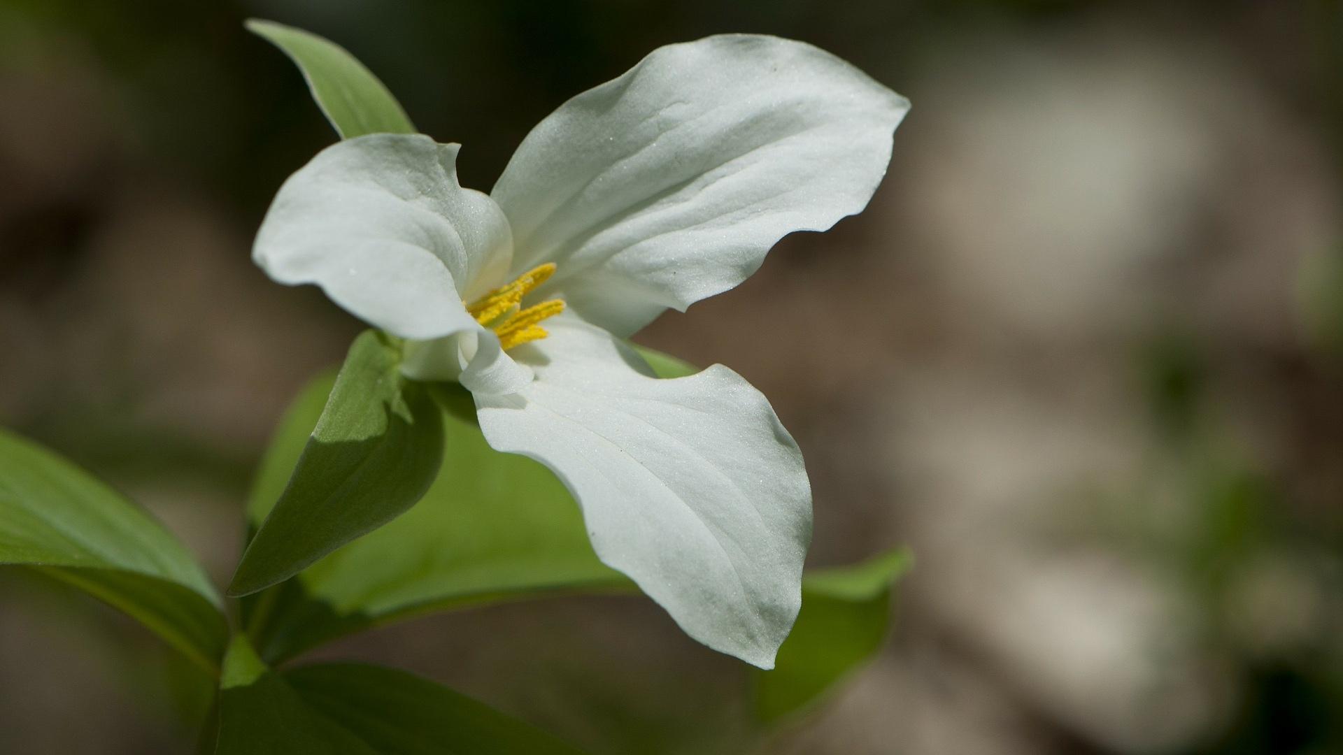 White trillium. (Theo Dawson / Pixabay)