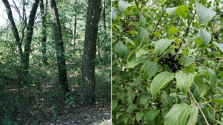 The European buckthorn is the most common tree species in the Chicago region due to how quickly the  invasive plant spreads. (Morton Arboretum)