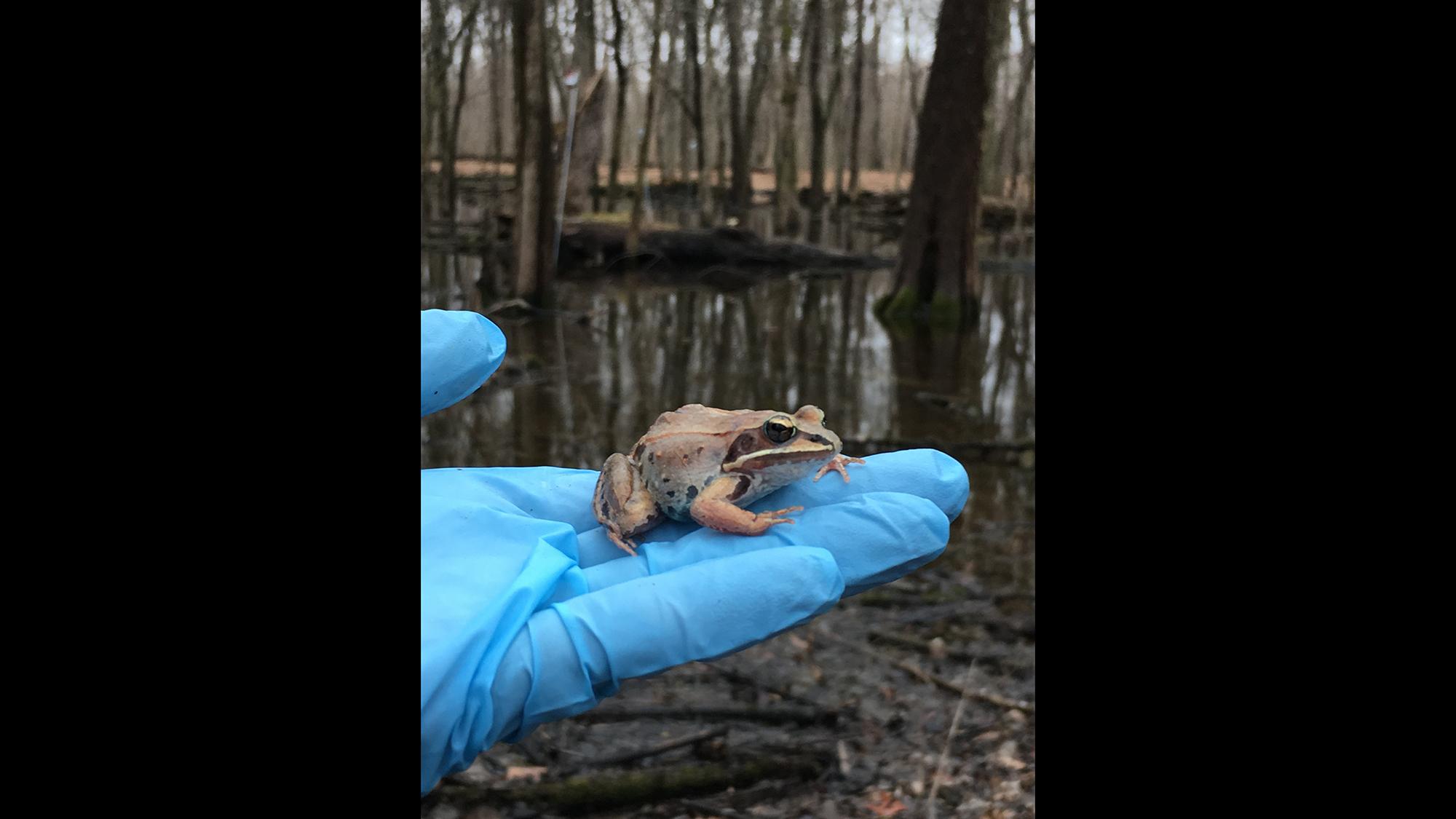 Herpetologists are observing wood frogs in Lake County as they emerge from hibernation and migrate to a pond for a period of mating. (Courtesy Peggy Notebaert Nature Museum)