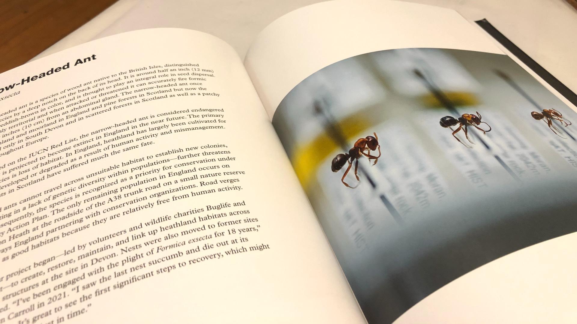 The narrow-headed ant is among the endangered species featured in "Extinction." The book's goal is to raise awareness and spur conservation efforts. (Patty Wetli / WTTW News)