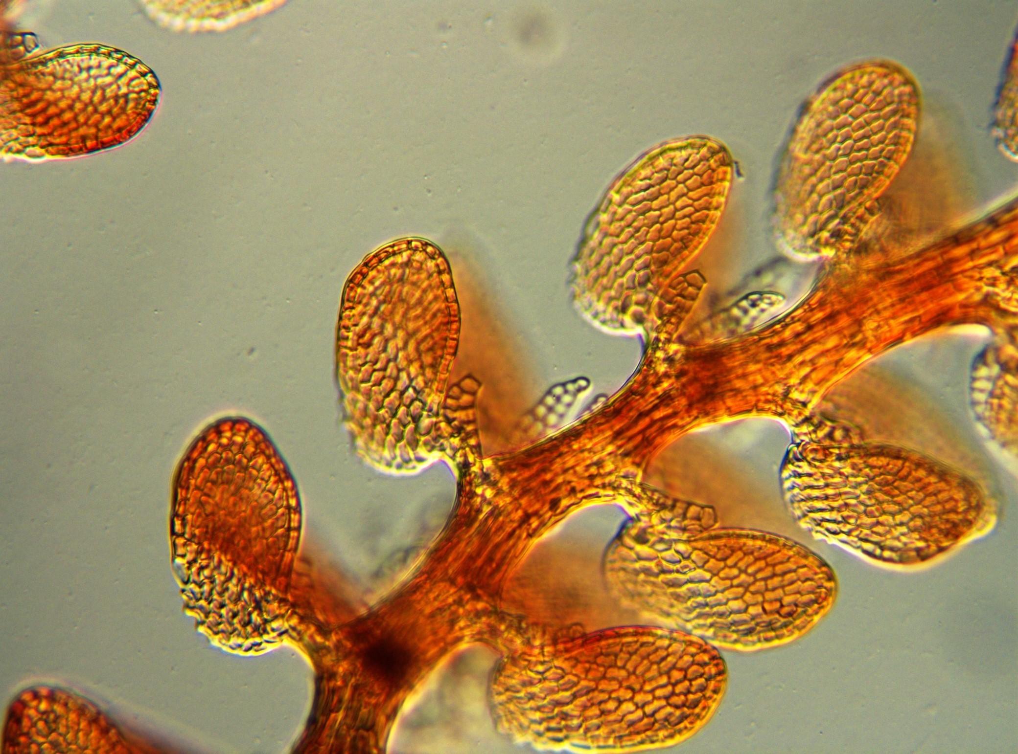 Citizen scientists examined digital images of liverwort plants as part of a Field Museum-led study. (Courtesy Field Museum)