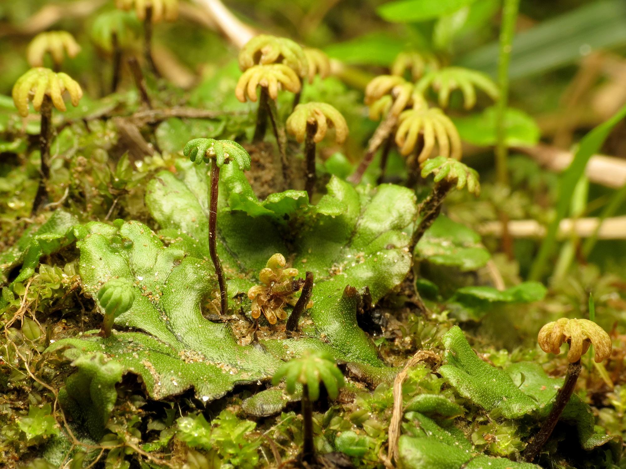  A Field Museum project enlisted the help of 11,000 citizen scientists to study more than 100,000 specimens of the liverwort plant. (Katja Schulz / Flickr)