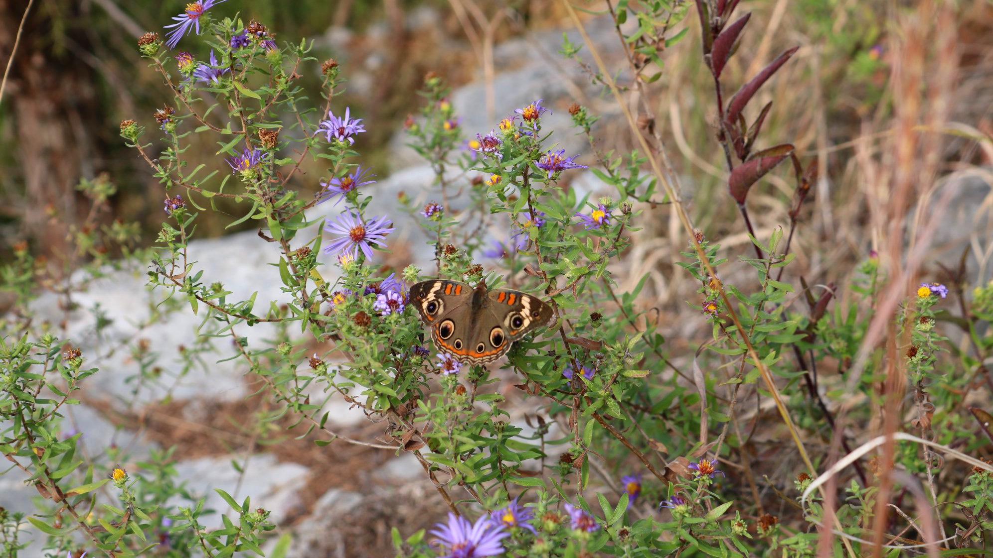 A common Buckeye butterfly lands on a native aster at Eagle Cliff Prairie Nature Preserve, designated in 2019. (Courtesy Illinois Nature Preserves Commission)