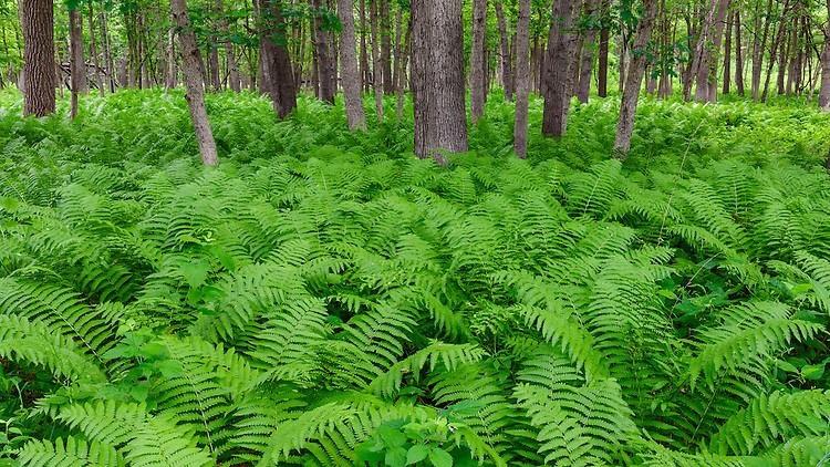 An abundance of ferns at Thornton-Lansing Road Nature Preserve. (Courtesy Illinois Nature Preserves Commission)