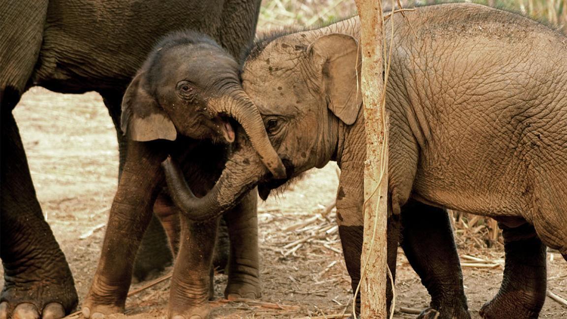 The population of savannah African elephants has declined by 144,000 animals to 350,000 since 2007, primarily from poaching, according to the Humane Society of the United States. (Fabien Bastide / Wikimedia Commons)