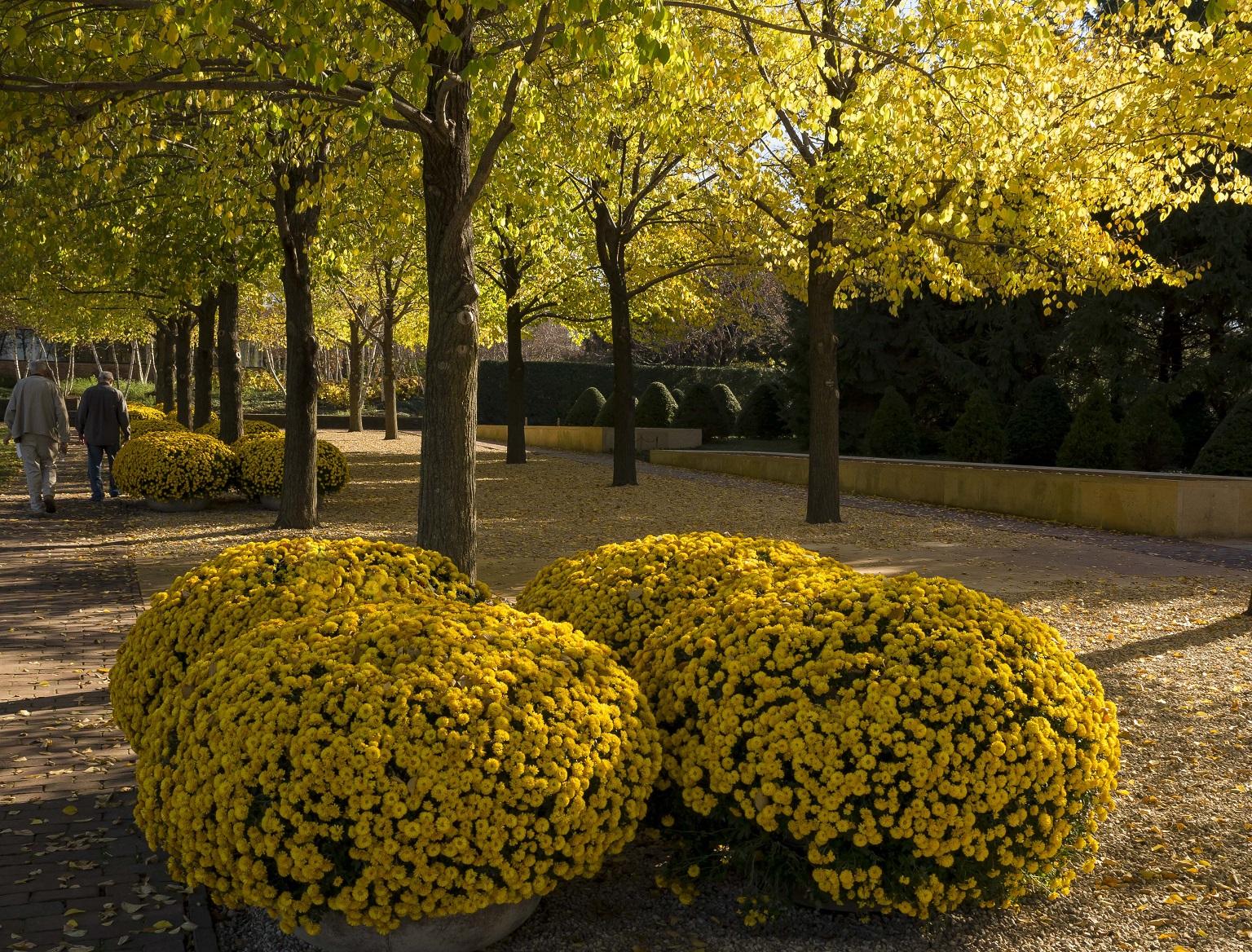 Chrysanthemums  Chicago Botanic Garden