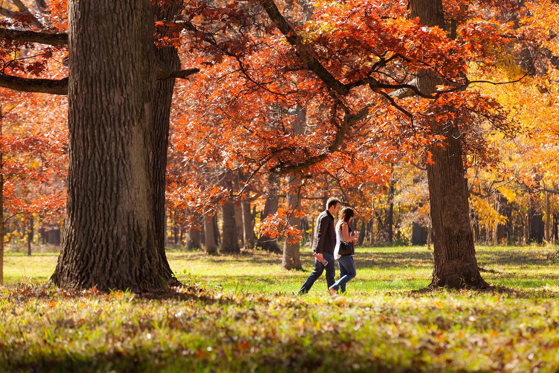 (Courtesy of The Morton Arboretum)