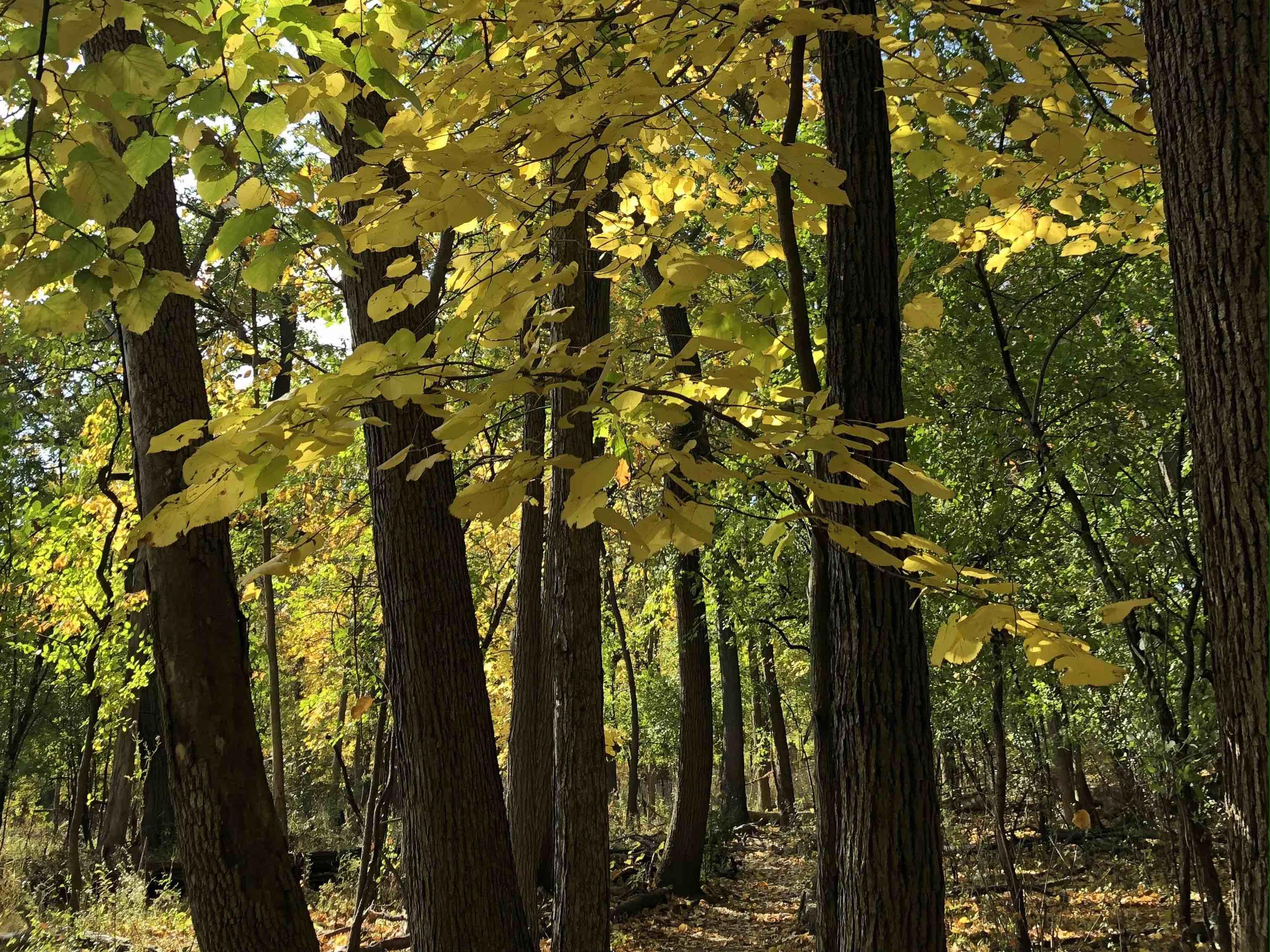 LaBagh Woods, Cook County forest preserve. (Patty Wetli / WTTW News)