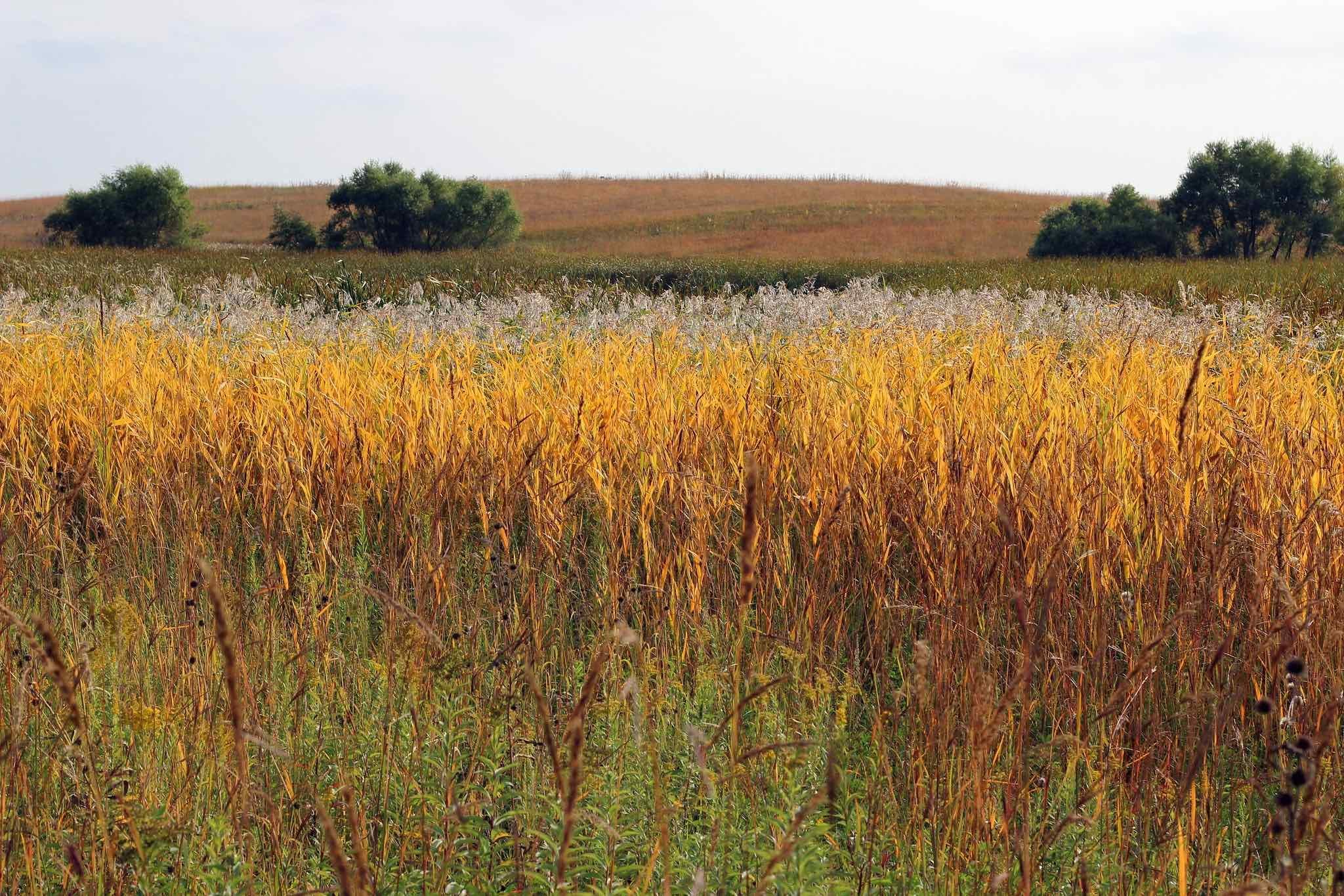 Prairies sport fall color, too. (Courtney Celley / US Fish and Wildlife Service Midwest Region)