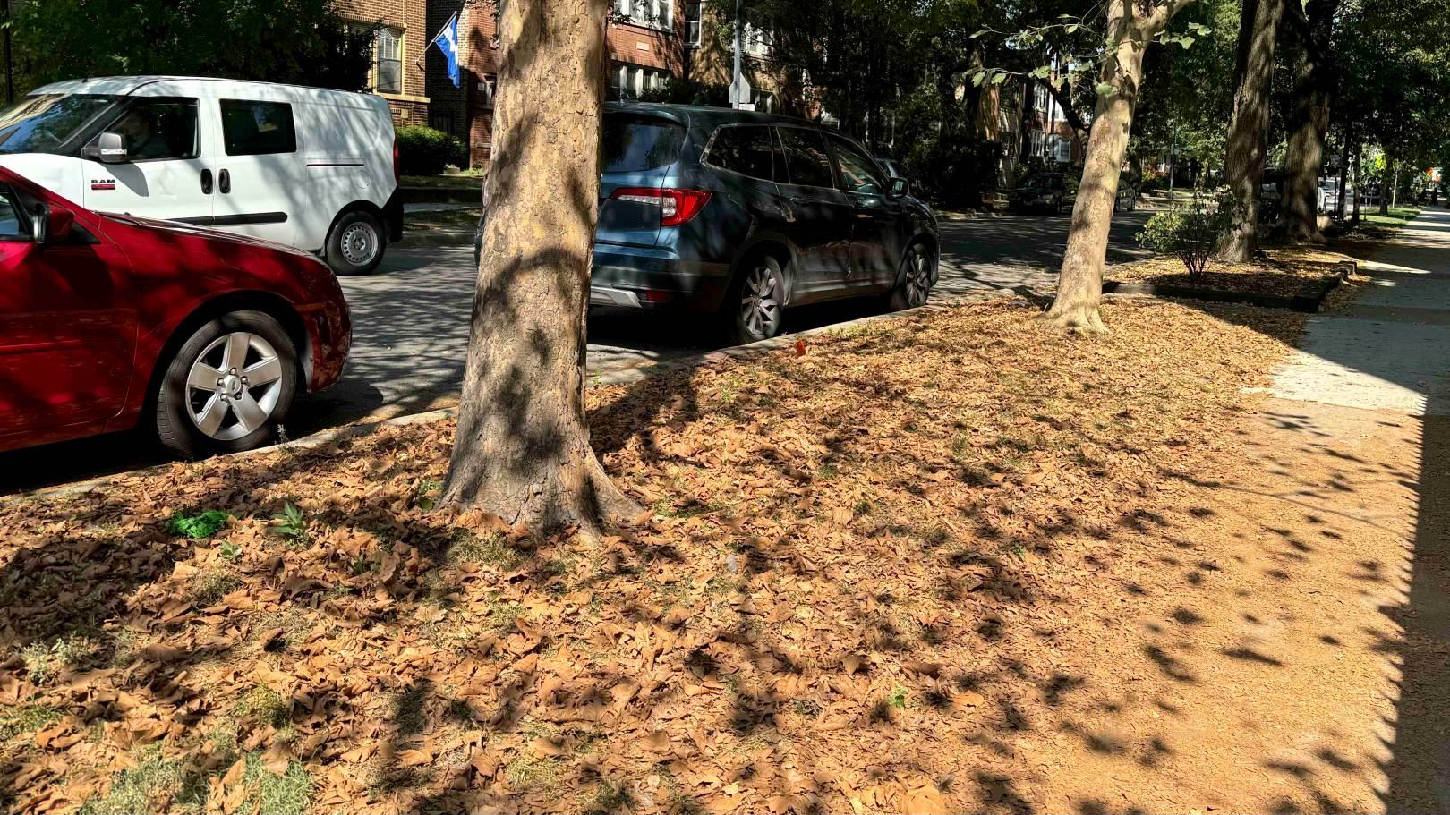 Some stressed trees started shedding their leaves as early as mid-September. (Patty Wetli / WTTW News)