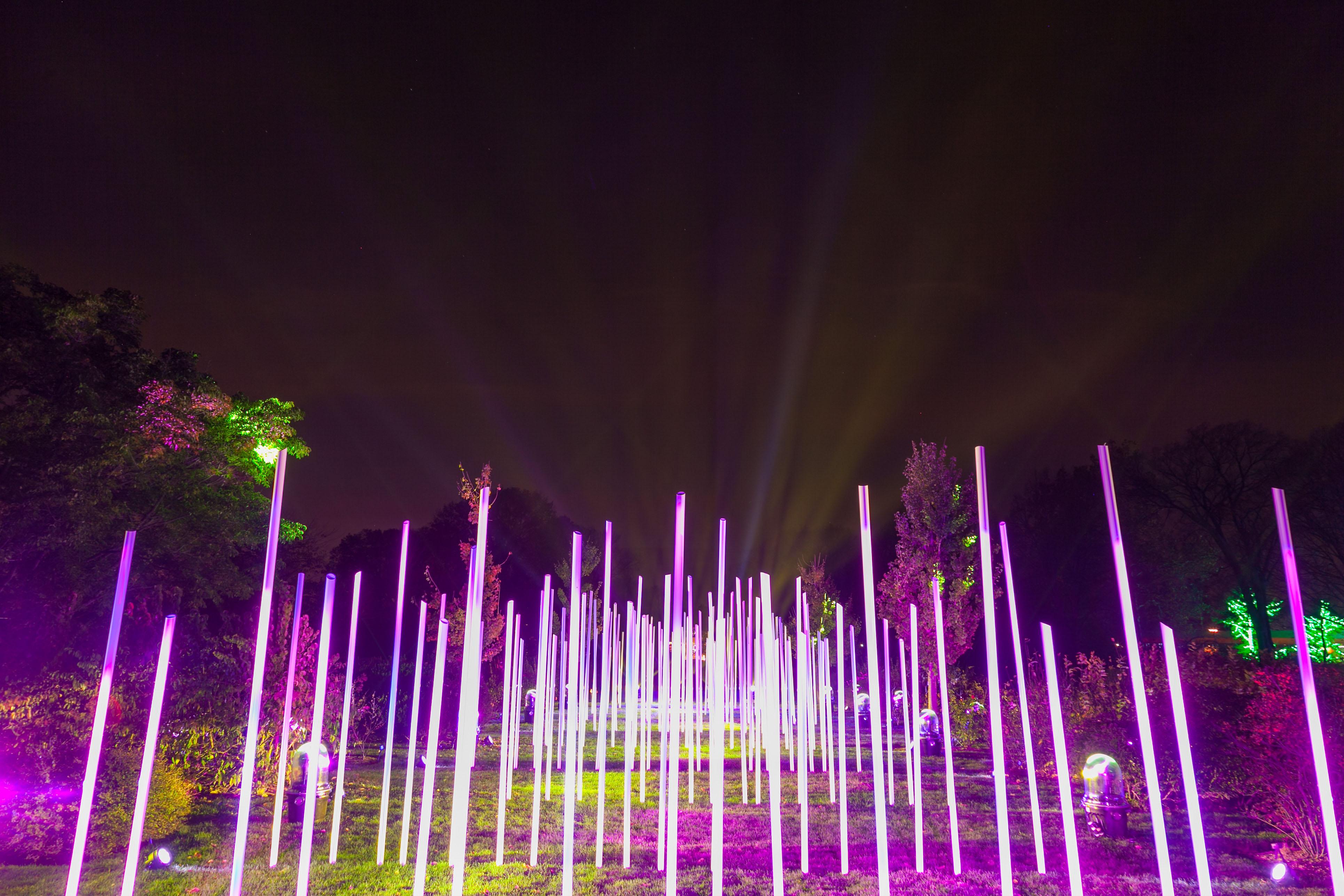 The “Fantasy Forest” at the Morton Arboretum’s “Illumination: Tree Lights.”