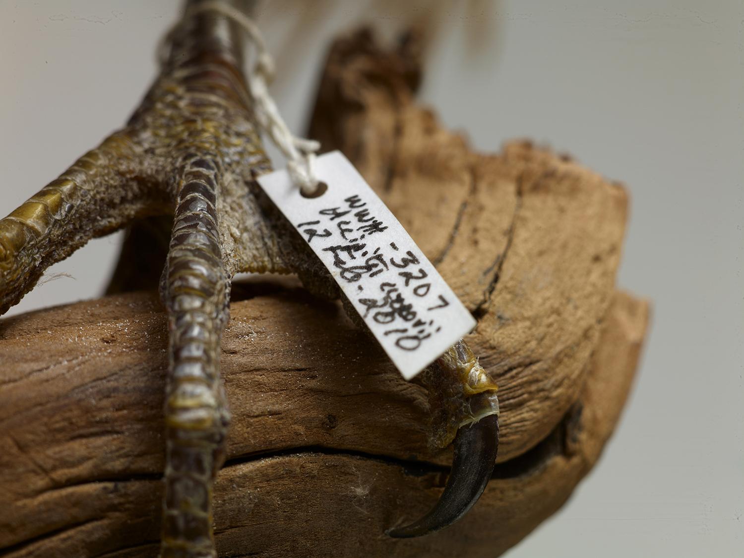 A taxidermy mount of the foot of a Cooper’s hawk at the Field Museum (Courtesy The Field Museum) 