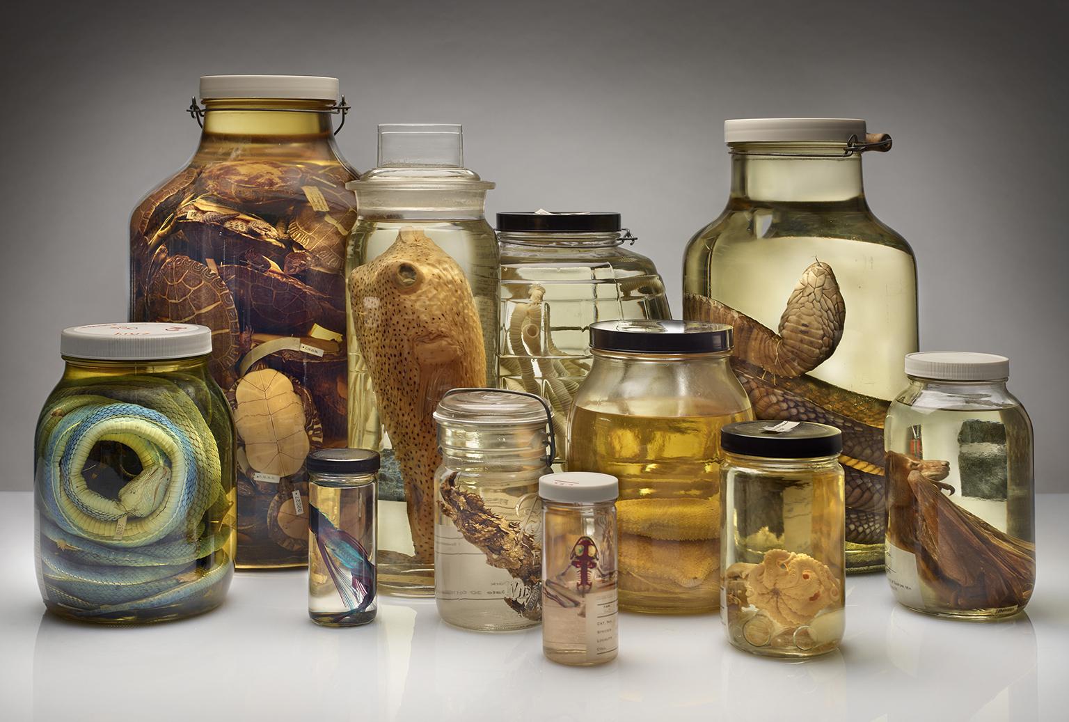 Specimens preserved by alcohol at the Field Museum (John Weinstein / The Field Museum)