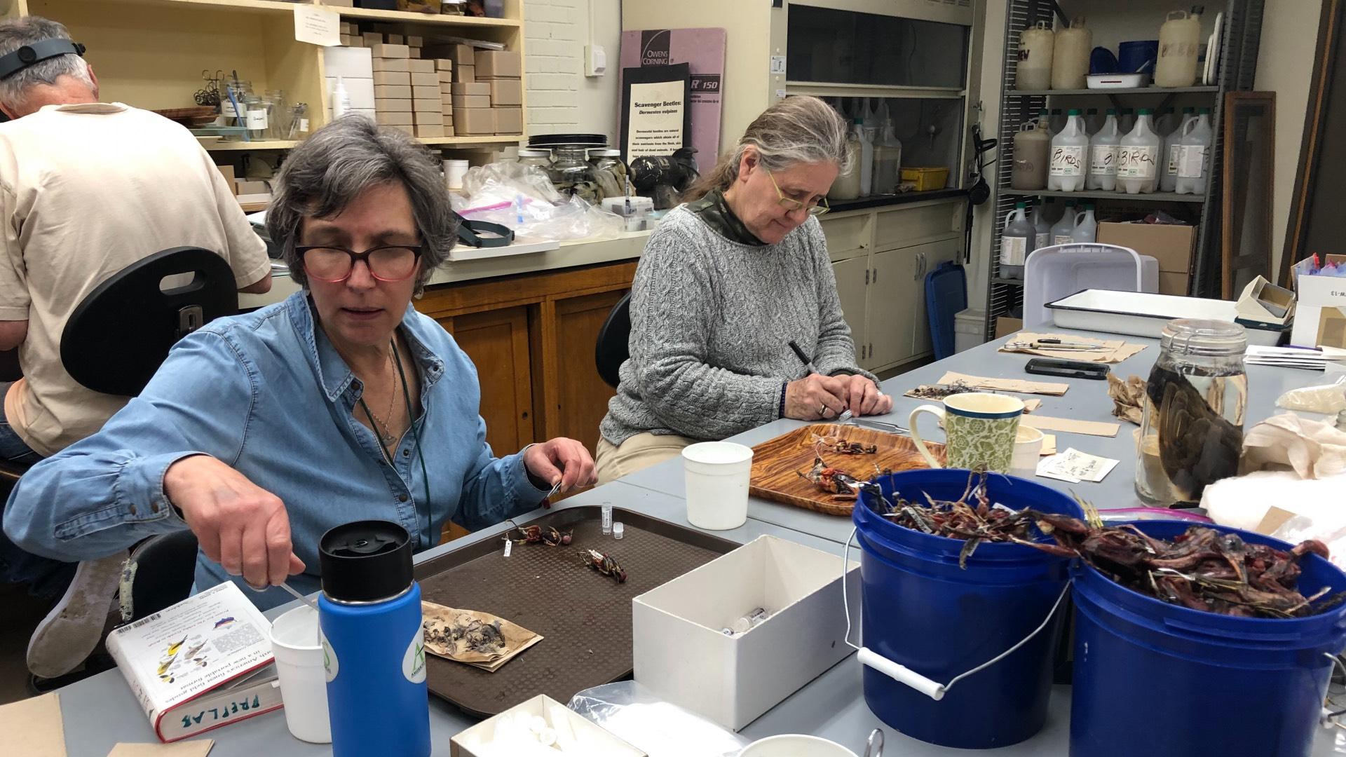 Volunteers at the Field Museum process birds killed by crashing into McCormick Place Lakeside Center. (Patty Wetli / WTTW News)