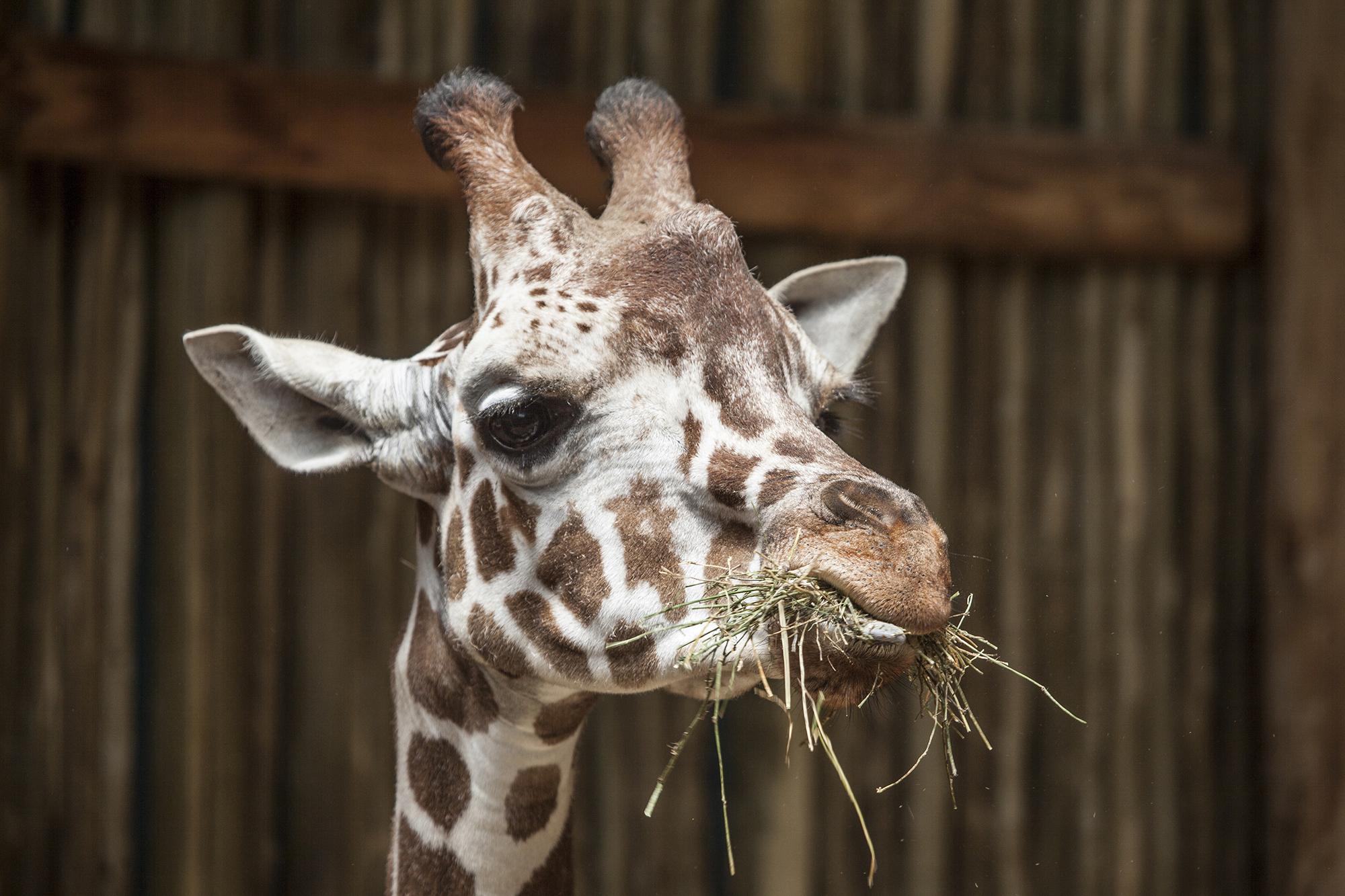 Finely, a 2-year-old giraffe at Lincoln Park Zoo (Chris Bijalba / Lincoln Park Zoo)