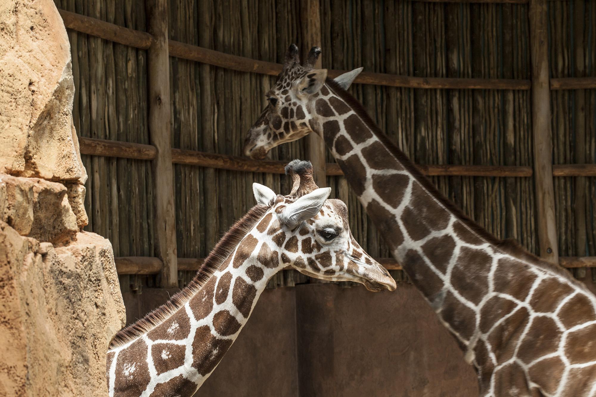 Lincoln Park Zoo's new 2-year-old giraffe, Finely, left, pictured with Etana, an adult giraffe at the zoo. (Chris Bijalba / Lincoln Park Zoo)