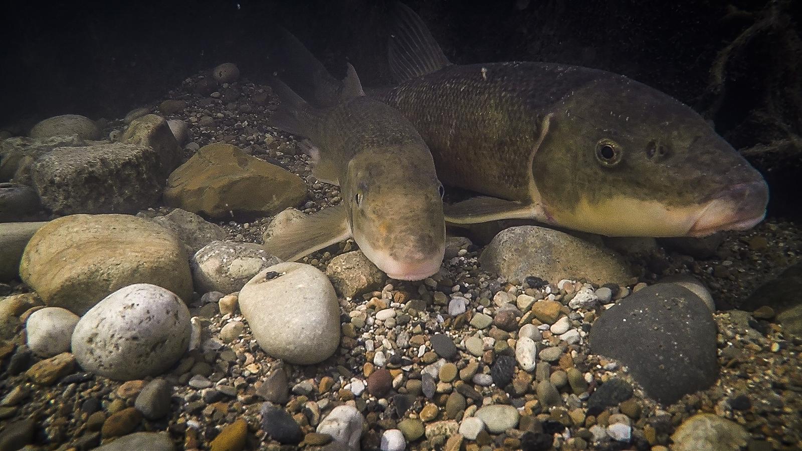 Shedd scientists and volunteers are monitoring the migrations of white suckers, which are pictured here. (Karen Murchie / ©Shedd Aquarium)