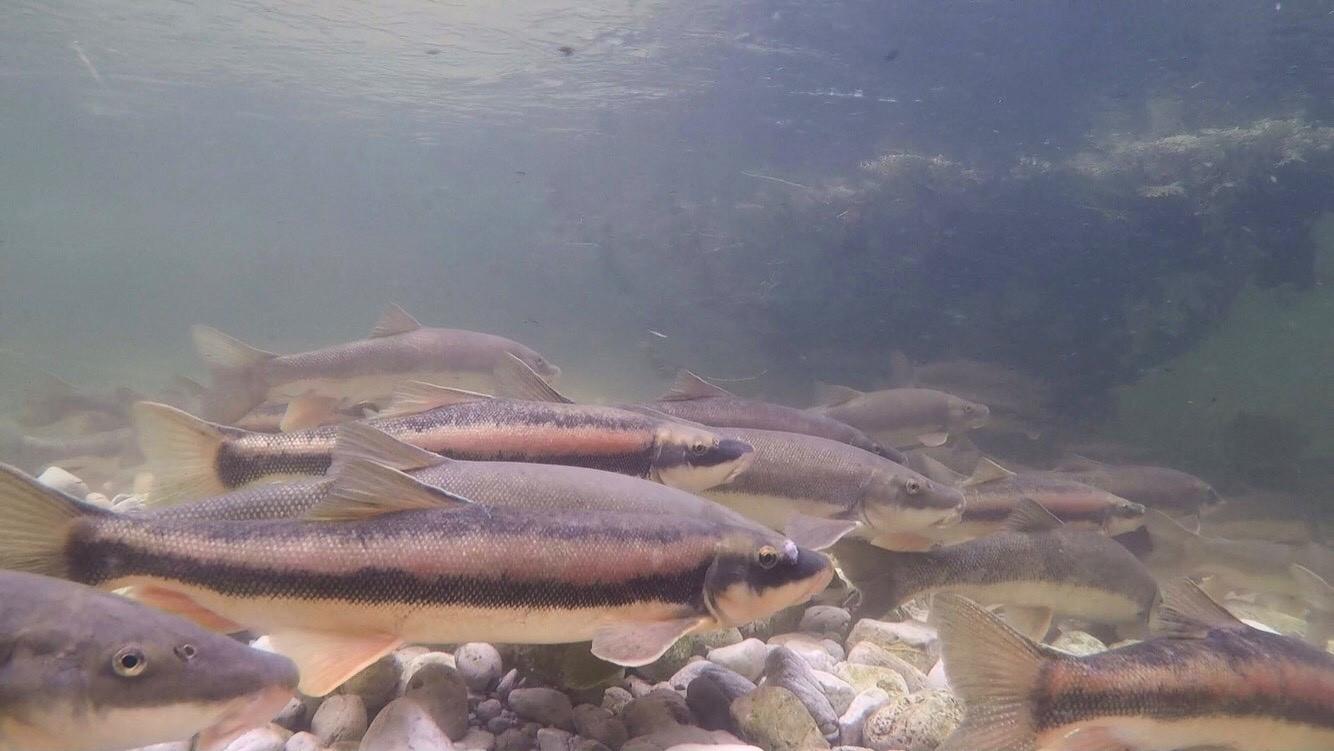 Longnose suckers gather for their spring spawning migrations. (Karen Murchie / ©Shedd Aquarium)