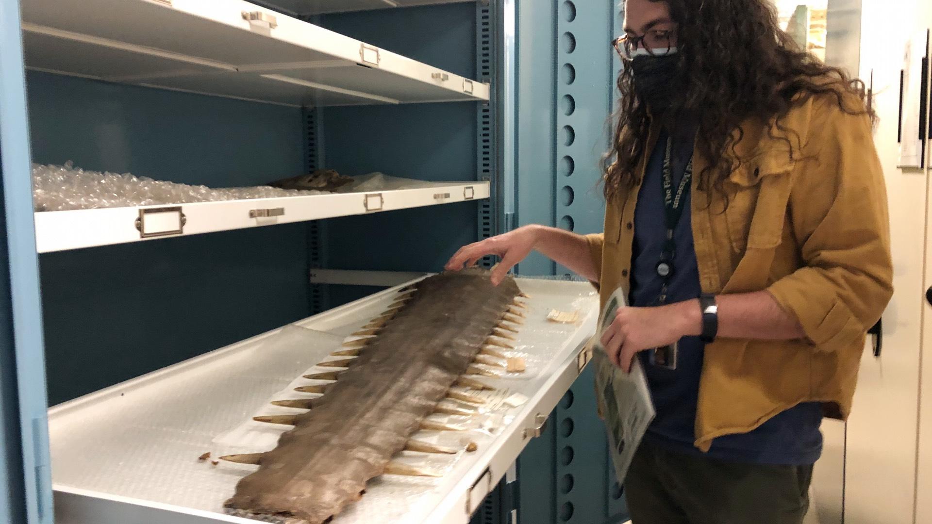 Caleb McMahan, the Field Museum’s manager of the fishes collections, shows the snout of a sawfish. (Patty Wetli / WTTW News)