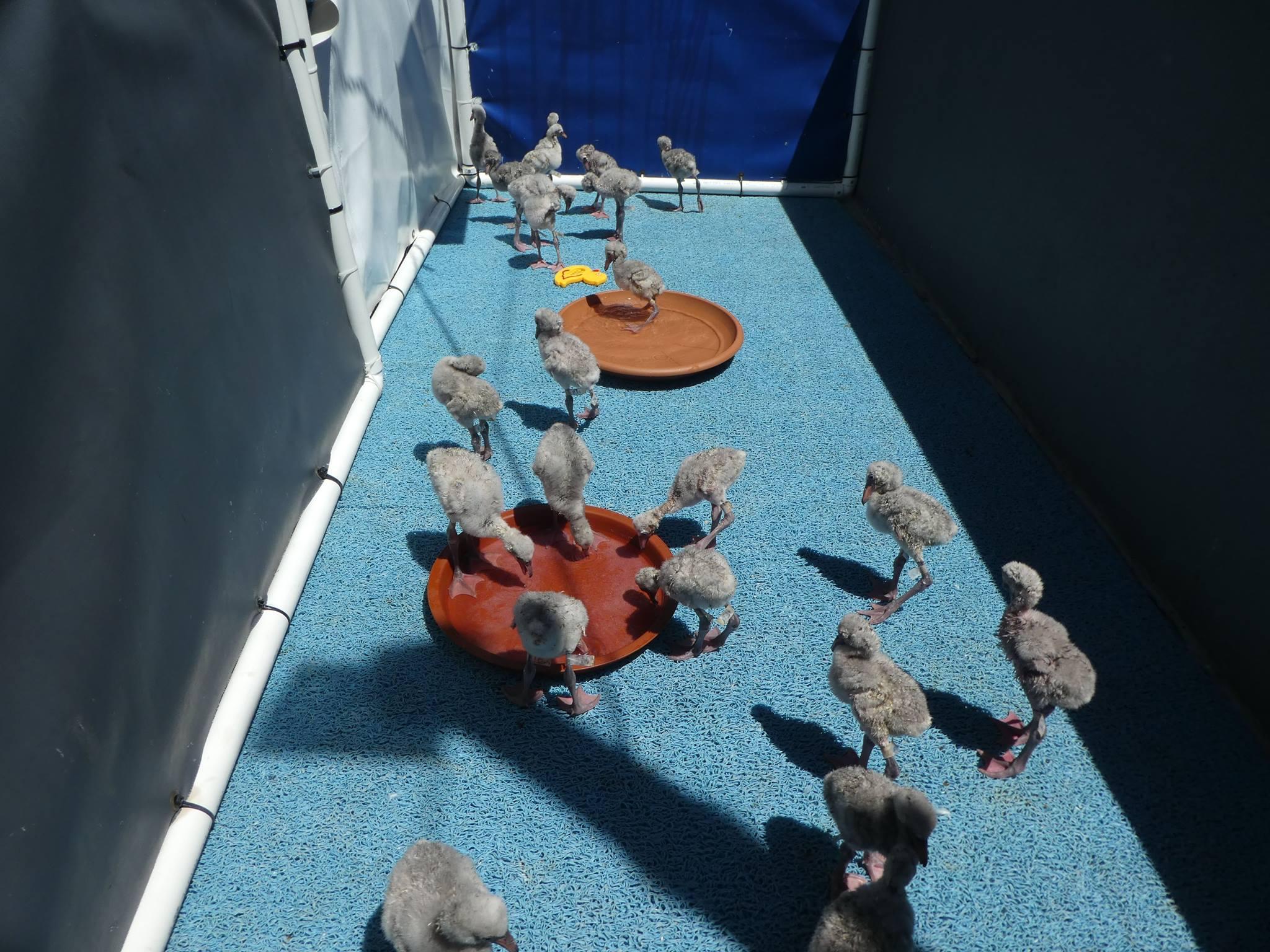 Flamingo chicks rescued after a drought in South Africa (Courtesy Lincoln Park Zoo) 