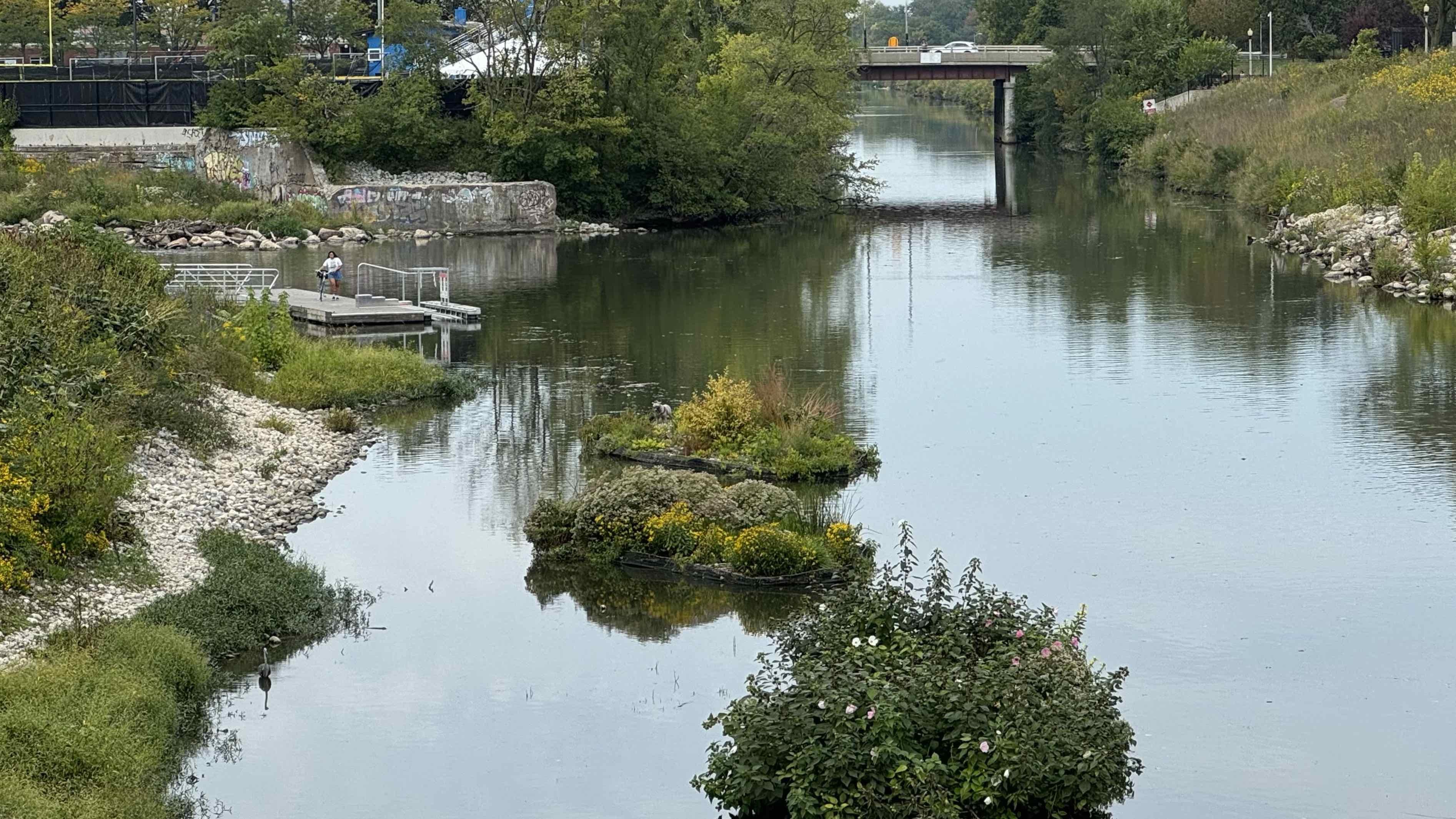 Floating wetlands in the North Branch of the Chicago River could increase habitat for spawning fish. This area is also near the rapids that could be conducive for walleye spawning. (Patty Wetli / WTTW News)