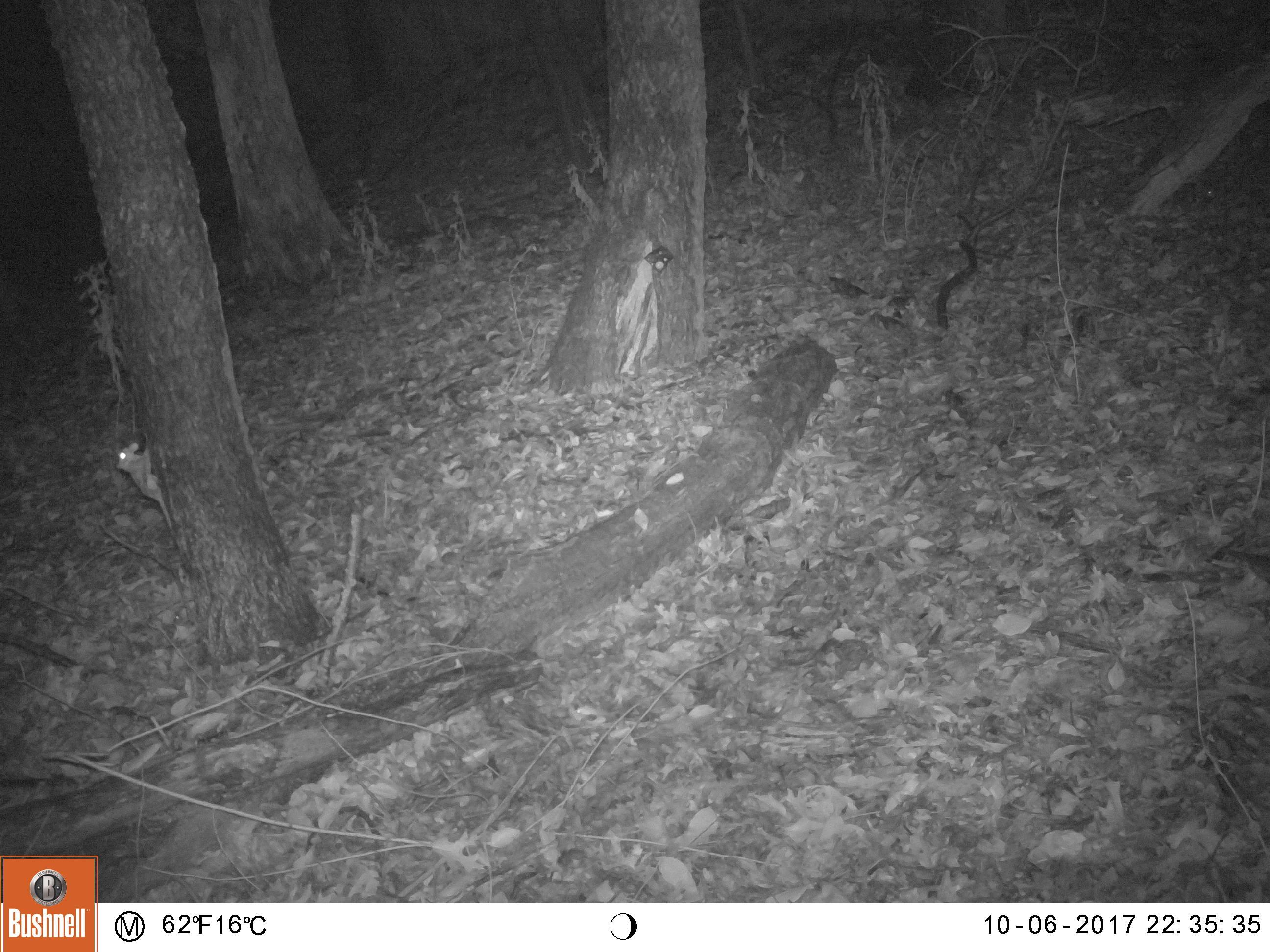 A flying squirrel is seen near the base of a tree on the left side of the photo, which was taken last fall by a motion-triggered camera at the West Ridge Nature Preserve. (Urban Wildlife Institute / Chicago Park District)