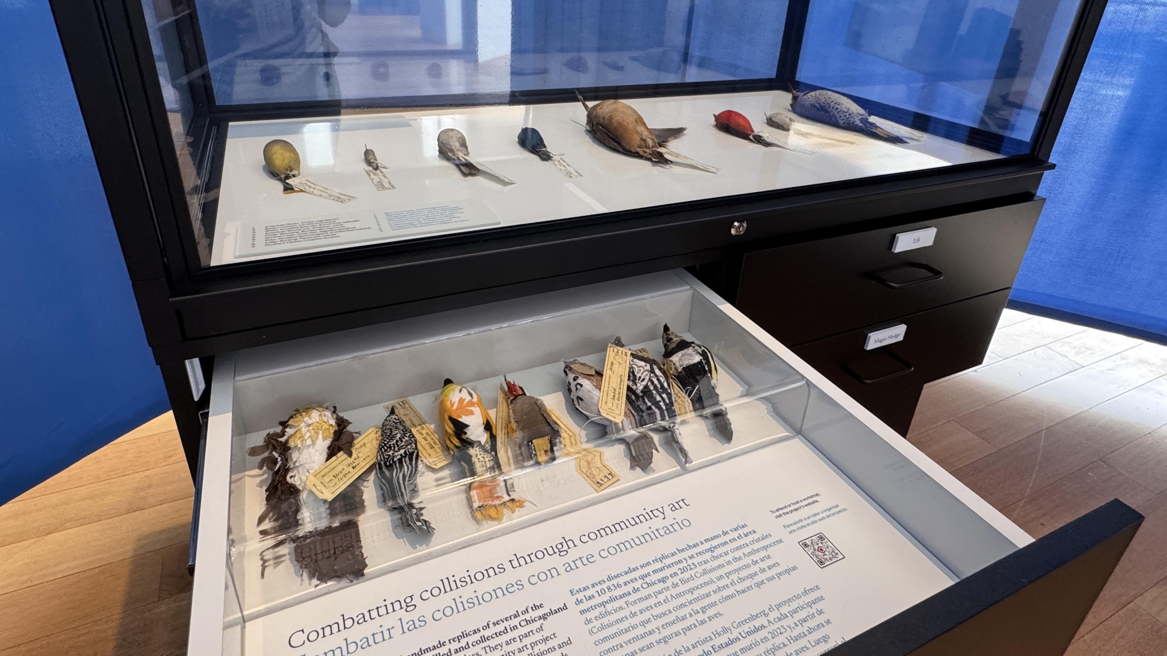 Chicago’s Field Museum loaned specimens of birds killed in collisions with the city’s buildings. A community art project is underway to create representations of the thousands of birds collected by the Field. (Patty Wetli / WTTW News)