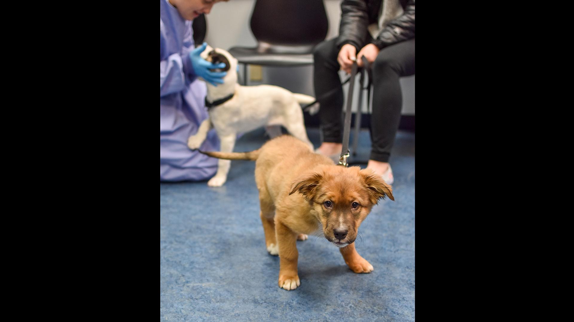 A pair of pups headed to a foster home. (Courtesy of PAWS Chicago)