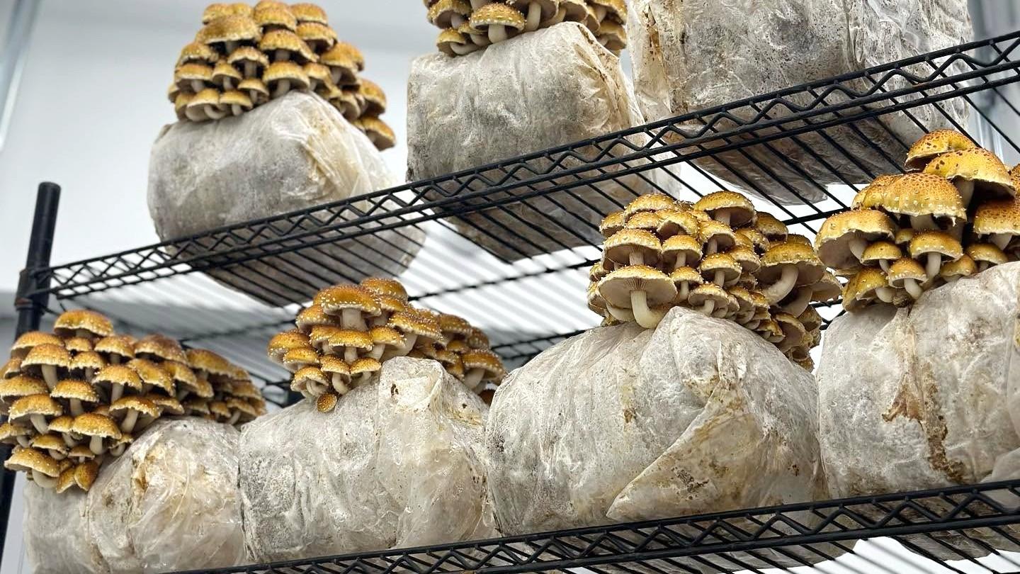 Check out the unique growing operation at Four Star Mushrooms. (Courtesy Four Star Mushrooms)