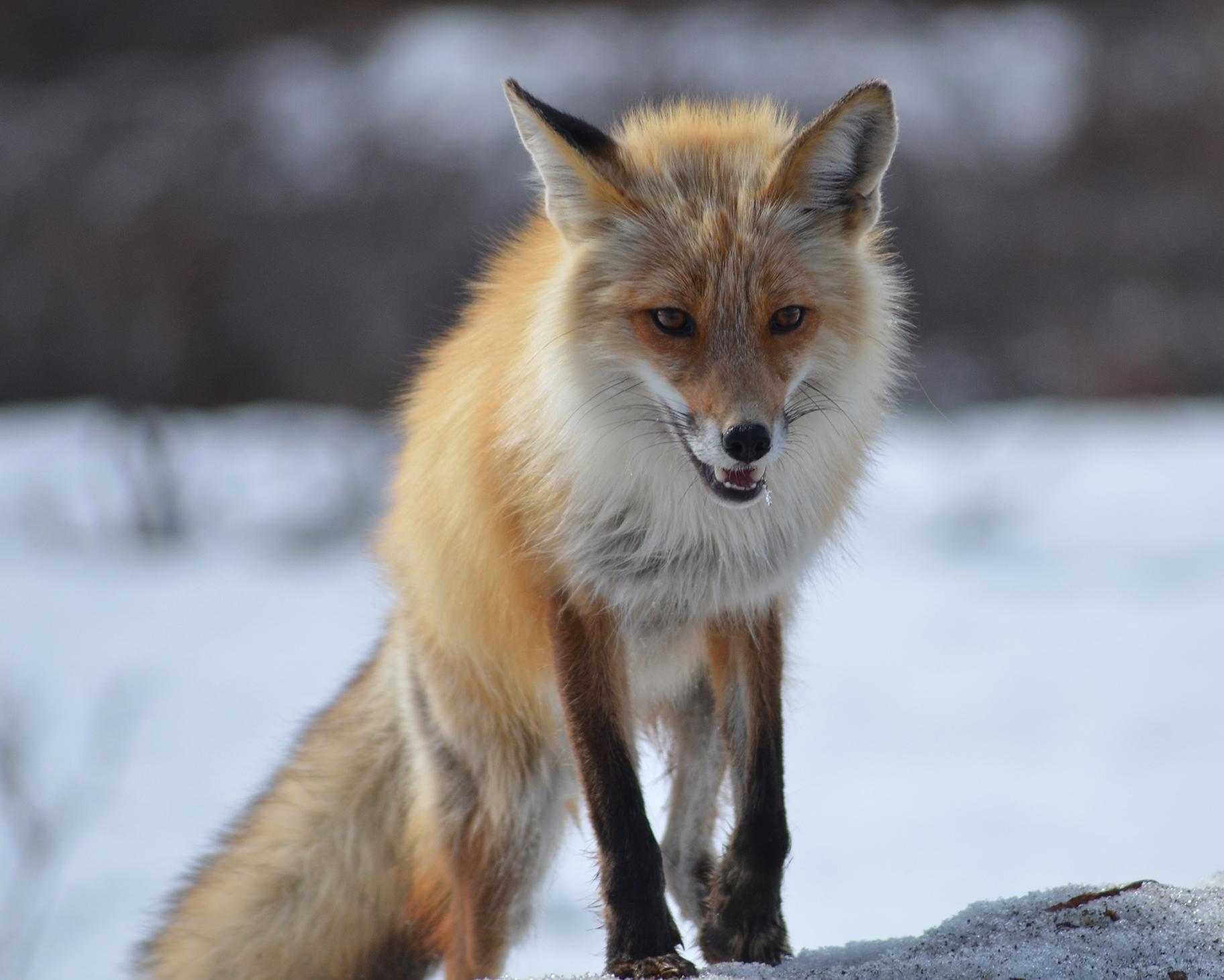 A red fox in Denali National Park and Preserve, Alaska (Katherine Belcher / U.S. National Park Service) 
