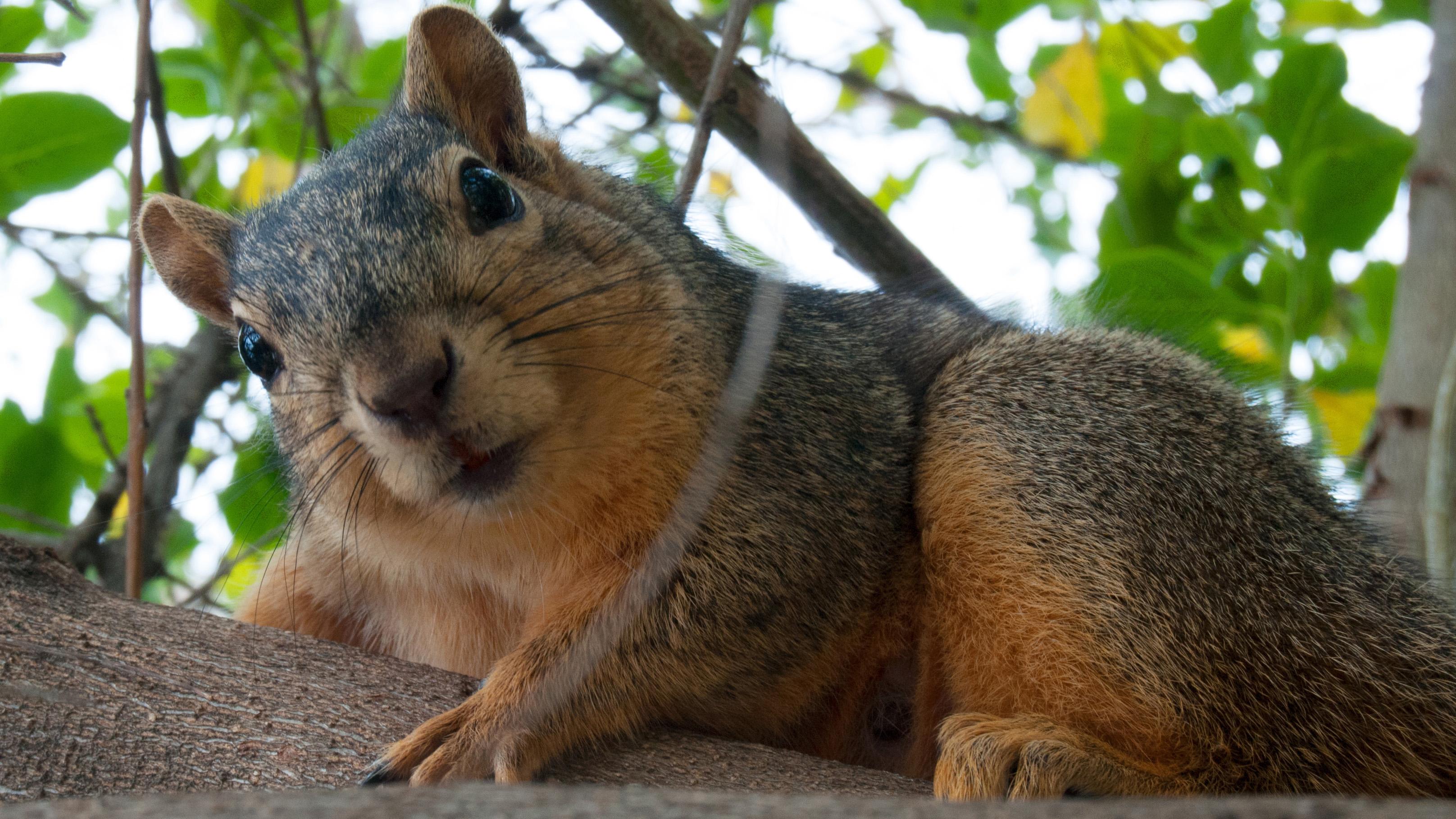 A fox squirrel (Toadberry / Wikimedia Commons)