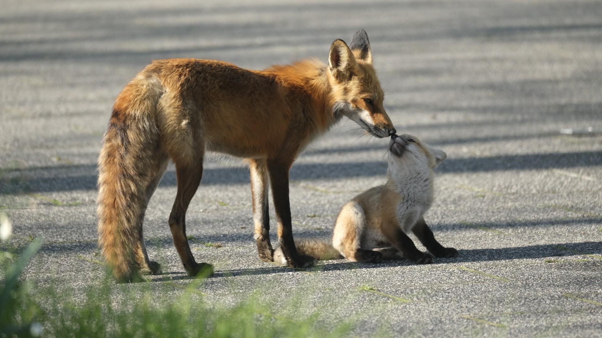 Foxes, living their best life in the big city. (Courtesy Lurie Garden)