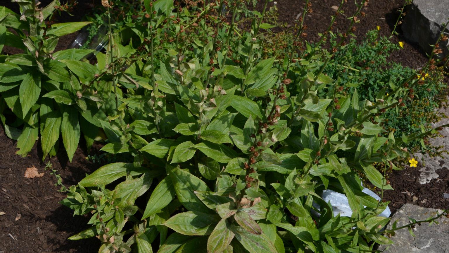 In the 1800s, foxglove was used to treat edema, or watery fluid that collected in cavities or tissues in the body. Research of the plant has led to the development of treatments for heart conditions, including congestive heart failure. (Kristen Thometz / Chicago Tonight)