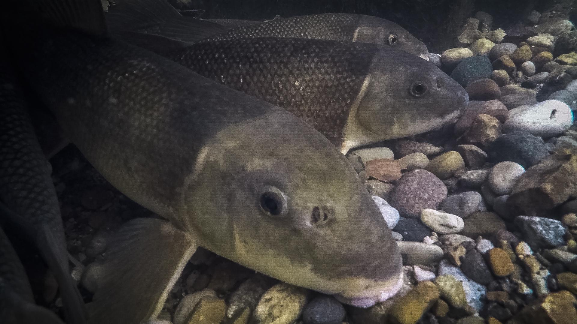 Shedd's existing freshwater research includes a study of migratory fish species, such as white and longnose suckers, one of which is pictured here. (Courtesy © Shedd Aquarium)