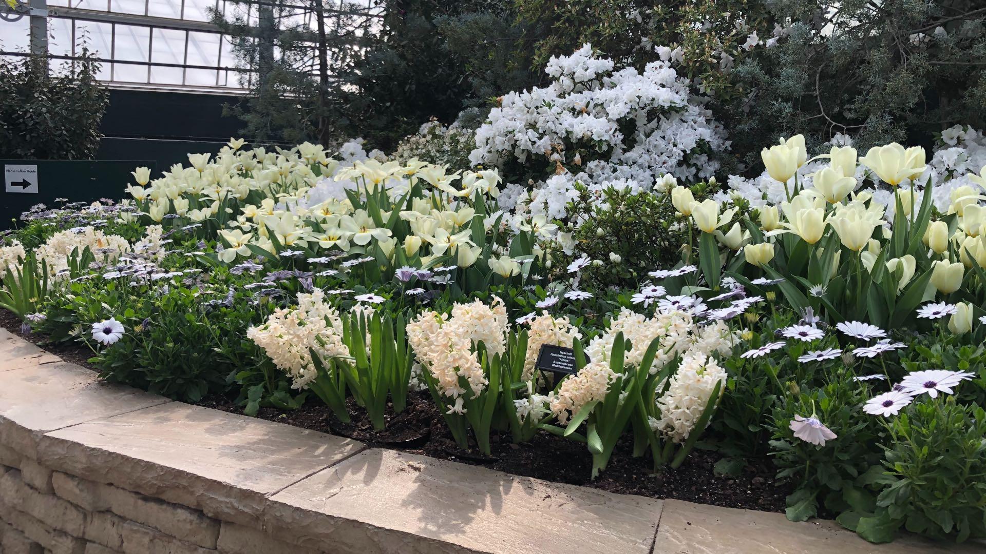 Garfield Park Conservatory's "Saturation" exhibit. (Patty Wetli / WTTW News)