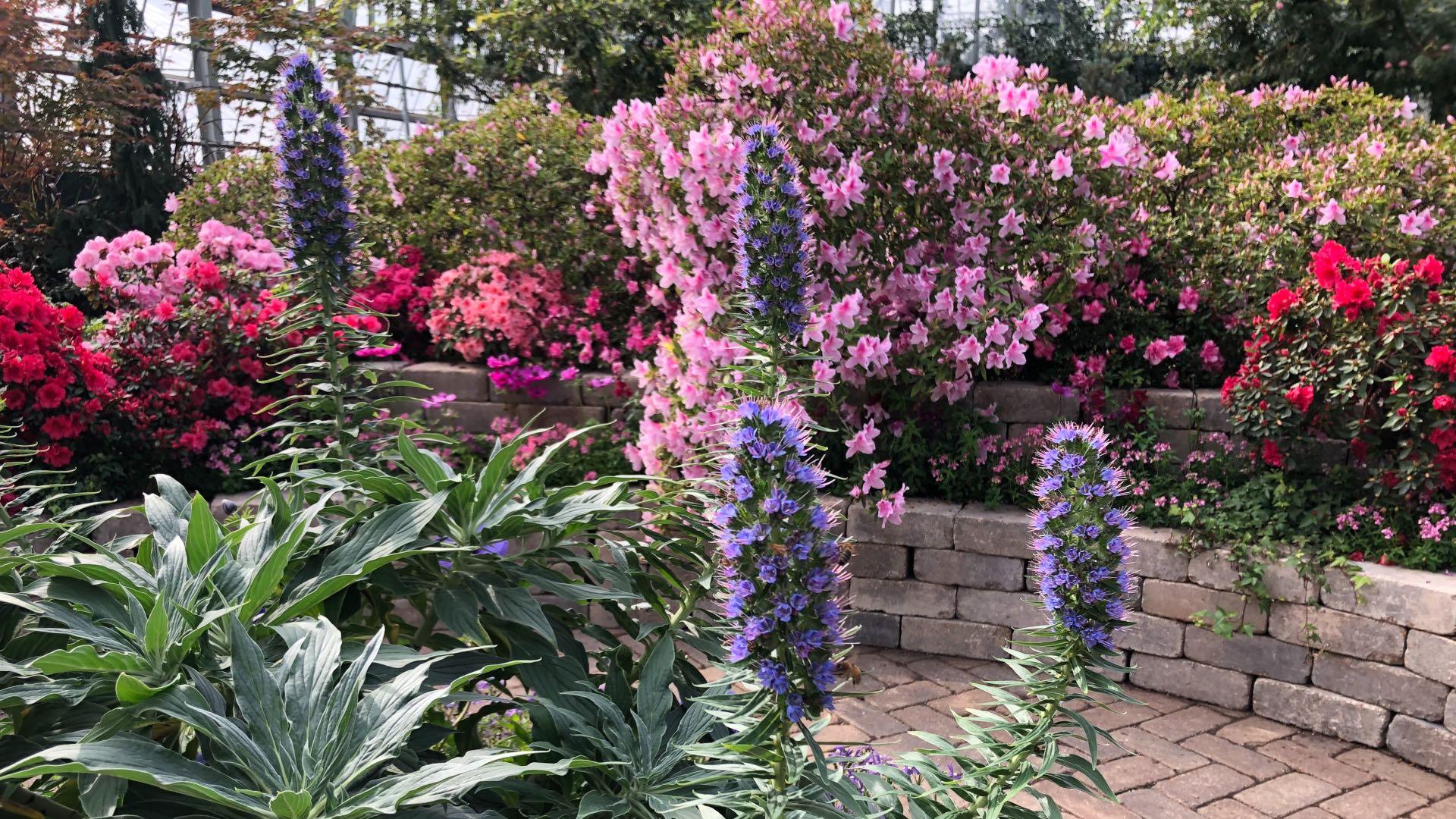 Garfield Park Conservatory's "Saturation" exhibit. (Patty Wetli / WTTW News)