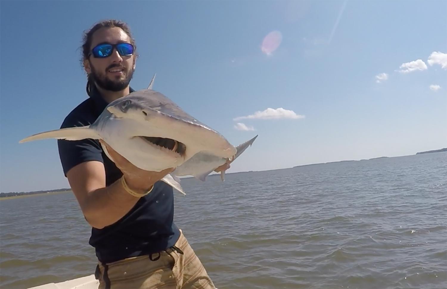 In this Sept. 2015 photo taken by Colby Griffiths on the North Edisto River in South Carolina, scientist Bryan Keller holds a bonnethead shark. (Photo courtesy Bryan Keller via AP)